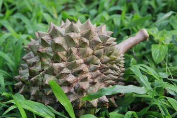 Naklejka na ściany i meble Durian is a seasonally fruity, hard-boiled, yellowish-tasting fruit with a pungent odor.