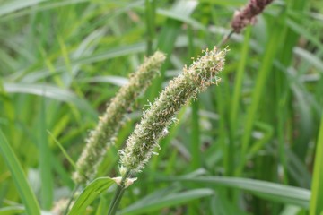 Grass green flowers with raindrops in nature background
