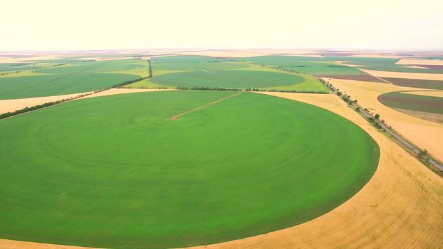 A view from a large wheat field height in the form of a circle. Growing and watering the fields