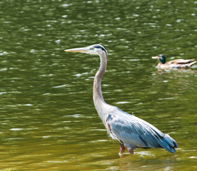 Beautiful birds swimming in the lake to cool off on a hot day.