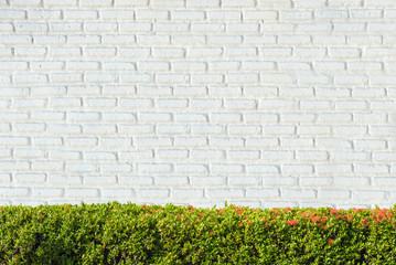 Green Bushes fences at White brick wall backgrounds.
