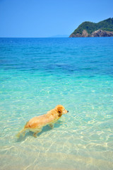 Golden Retriever Dog Relaxing on Beach