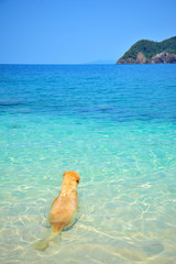 Fototapeta na wymiar Golden Retriever Dog Relaxing on Beach