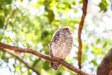 Spotted owlet Athene brama nest in tree hollow.