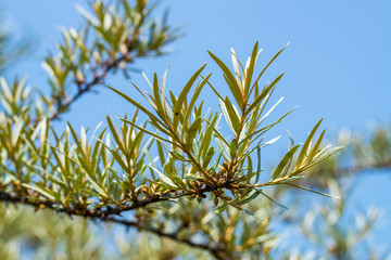 Natur, Heilkr&auml;uter, Wander