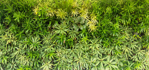 Green plants on the wall backgrounds.