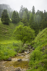 Fototapeta na wymiar Natur, Wandern, Alpen, Tiere, Pflanzen