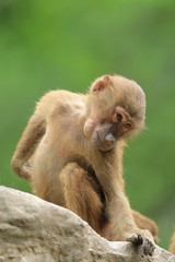 Portrait of a single baby gibbon sitting on a rock in Singapore