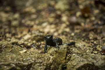 Natur, Wandern, Alpen, Tiere, Pflanzen