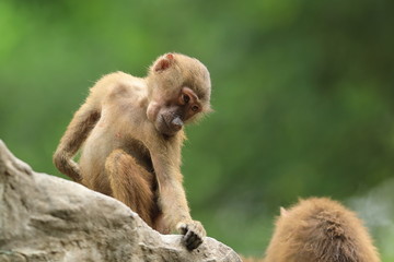A single young gibbon sits on a rock in Singapore