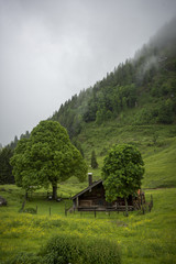 Natur, Wandern, Alpen, Tiere, Pflanzen