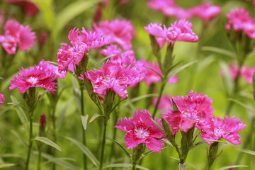 Fototapeta premium Pink Carnation flowers in the garden. 