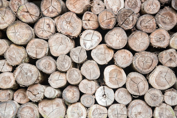 Cutting timber for the background.