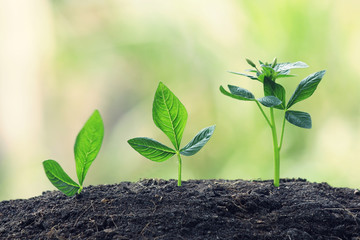 Young Plant Growing In Sunlight