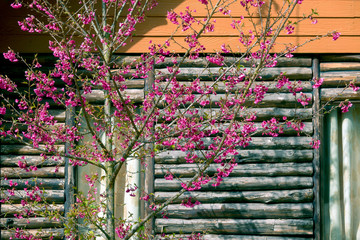 Facade of countryside wooden log house