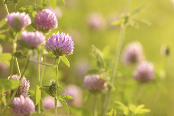  Clover flowers in the meadow