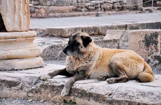 Wild dogs in Ephsus