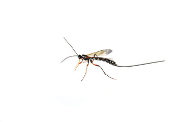 Giant parasitic Sabre wasp Rhyssa persuasoria on white background 