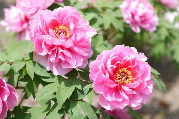 Fototapeta premium 牡丹