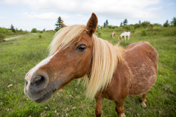 Wild Pony in Tennessee