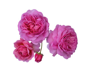 Three beautiful pink roses