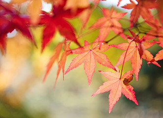 colorful autumn background with copy space. Fall wallpaper. Red and yellow maple tree leaves on a tree in autumn background