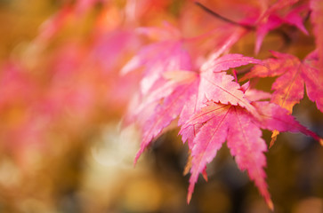 Red leaves on a japanese maple tree in autumn.