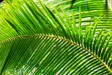 Obraz na płótnie Canvas détail d'une feuille de palmier dans la jungle du sri lanka 