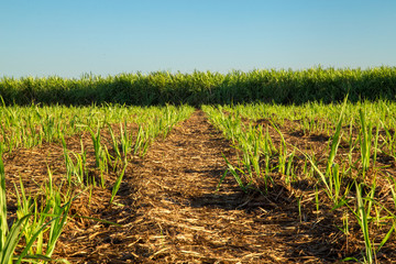 Obraz premium Sugar Cane