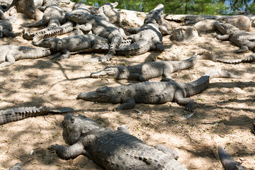 The crocodile with open jaws eating looking sleeping