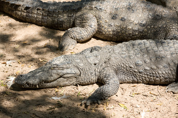 The crocodile with open jaws eating looking sleeping