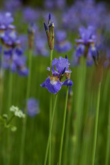 Bright irises on a flower bed in the park.