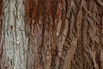 Old tree bark close-up. Background from the textured wood.