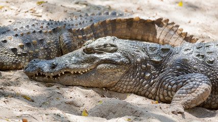 The crocodile with open jaws eating looking sleeping