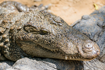 The crocodile with open jaws eating looking sleeping