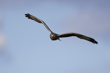 Montagus harrier (Circus pygargus)