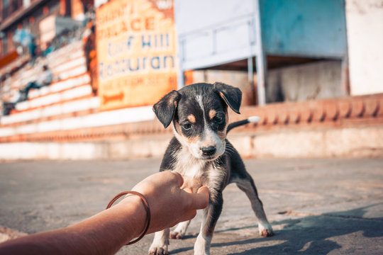 petit chien mignon voulant jouer avant d'etre caresser par une main de femme en inde