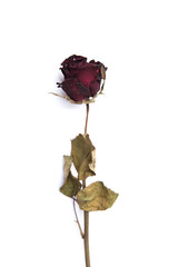 Dry rose