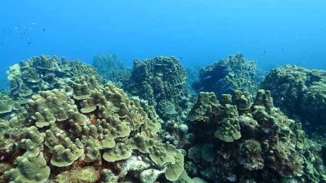 Unterwasser - Riff - Korallenriff - Hartkorallen - Schwamm - Koralle - Taucher - Tauchen - Curacao - Karibik - 4K