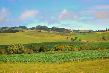 campagne neo-zelandaise