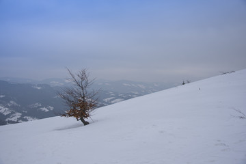 Lonely tree in winter landscape in Carpathian, Ukraine