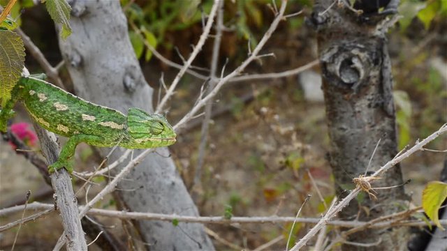 Green common chameleon hunting a cricket with his long tongue