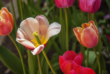 Field of colorful red and pink tulips