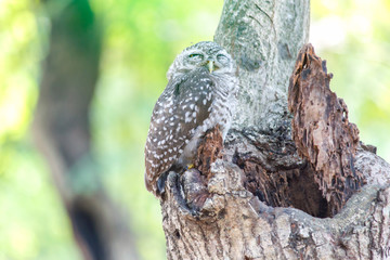 Spotted owlet Athene brama nest in tree hollow.