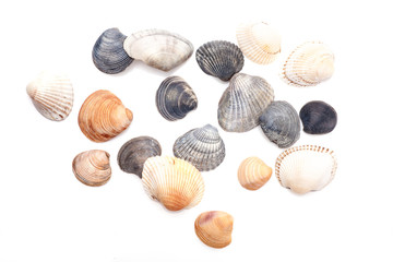 Group of seashells
