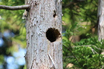キツツキの巣
