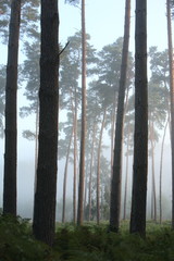 Aube brumeuse sur les pin