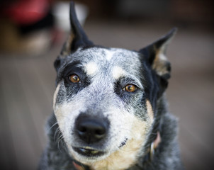 cattle dog