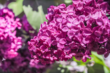 Fototapeta premium Blooming lilac in the spring. lilac background.