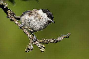 Obraz premium Sumpfmeise